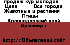 продаю кур молодок. › Цена ­ 320 - Все города Животные и растения » Птицы   . Краснодарский край,Армавир г.